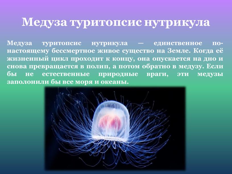 Медуза туритопсис нутрикула Медуза туритопсис нутрикула — единственное по-настоящему бессмертное живое существо на