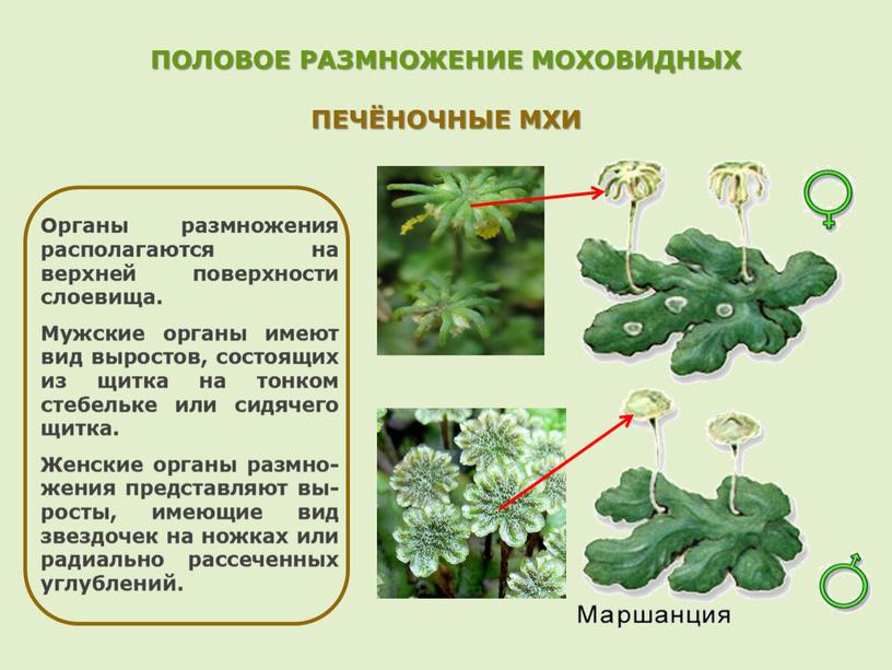 ПОЛОВОЕ РАЗМНОЖЕНИЕ МОХОВИДНЫХ