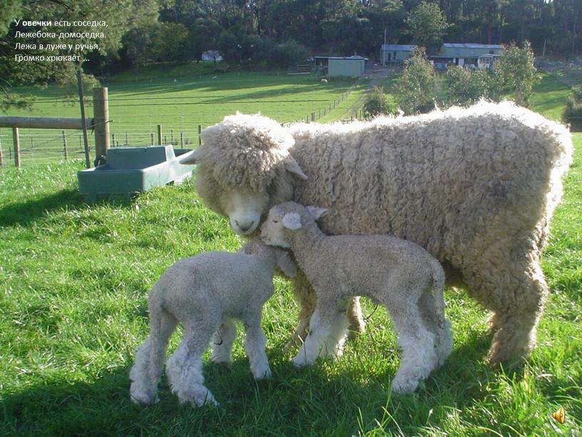 У овечки есть соседка, Лежебока-домоседка