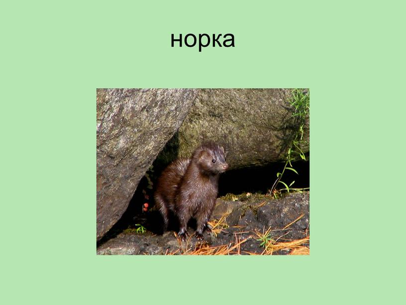 норка