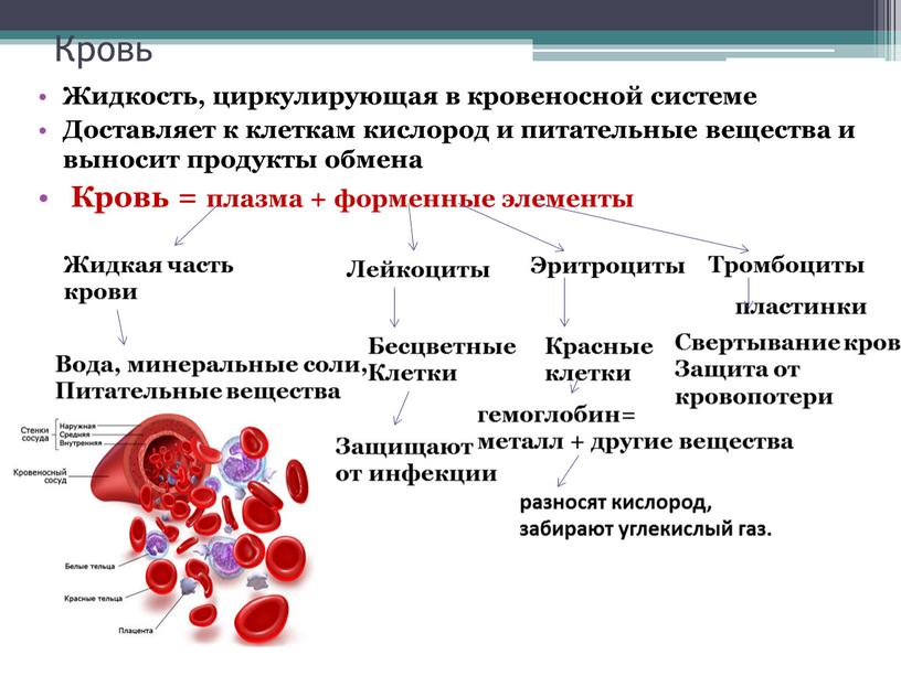 Кровь Жидкость, циркулирующая в кровеносной системе