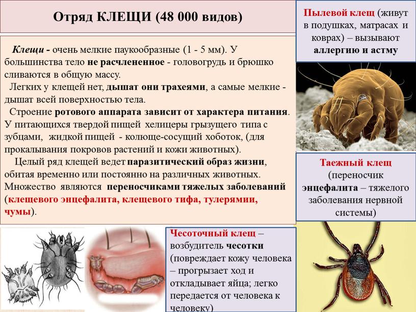 Отряд КЛЕЩИ (48 000 видов) Клещи - очень мелкие паукообразные (1 - 5 мм)