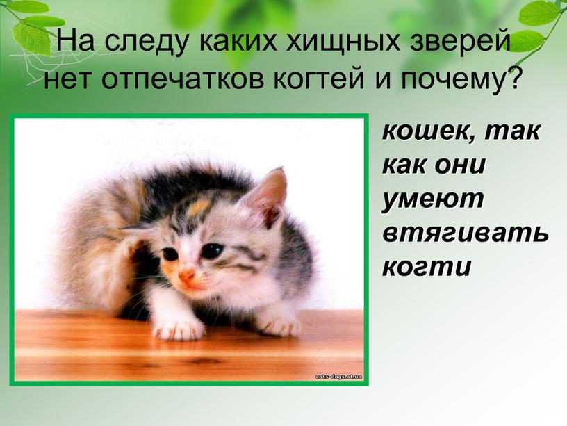 На следу каких хищных зверей нет отпечатков когтей и почему? кошек, так как они умеют втягивать когти