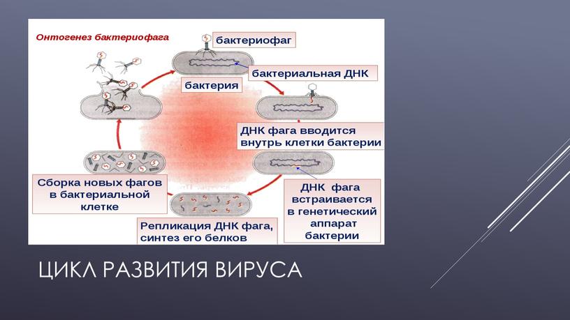 Цикл развития вируса