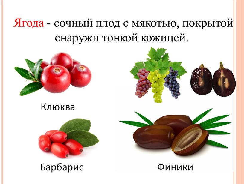 Ягода - сочный плод с мякотью, покрытой снаружи тонкой кожицей