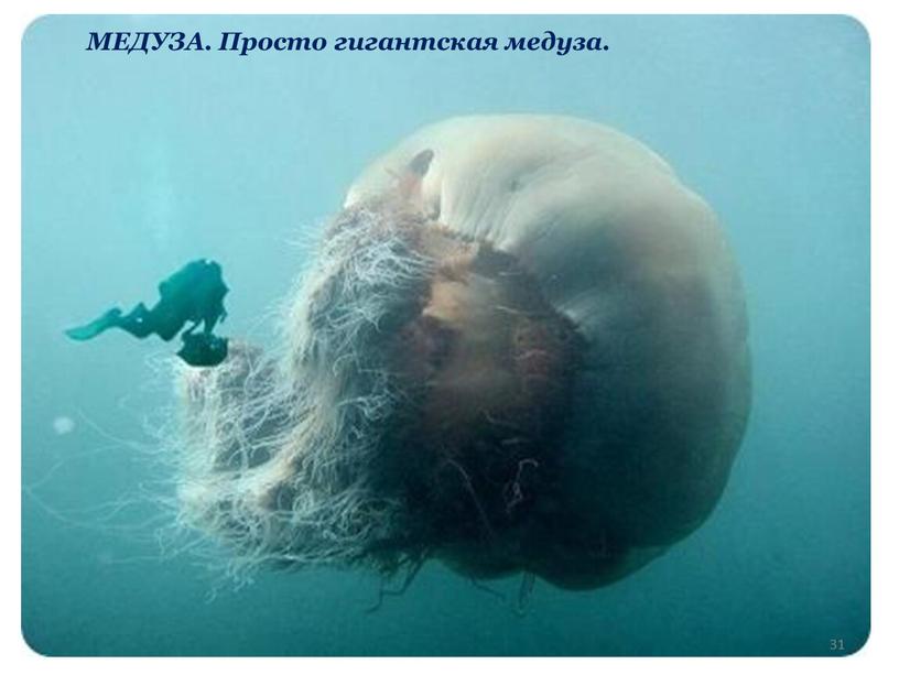 МЕДУЗА. Просто гигантская медуза