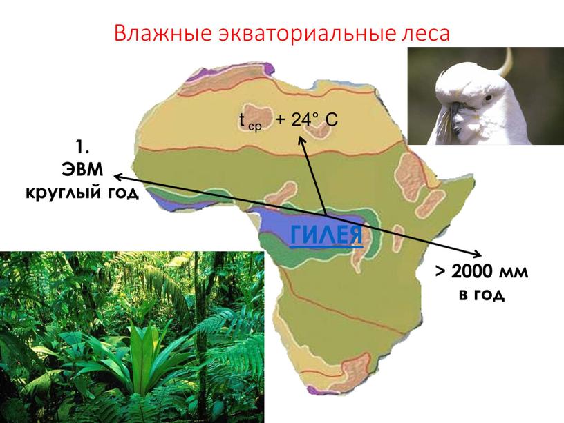 Влажные экваториальные леса ГИЛЕЯ t ср + 24°