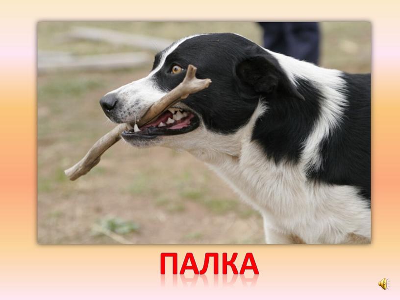 палка