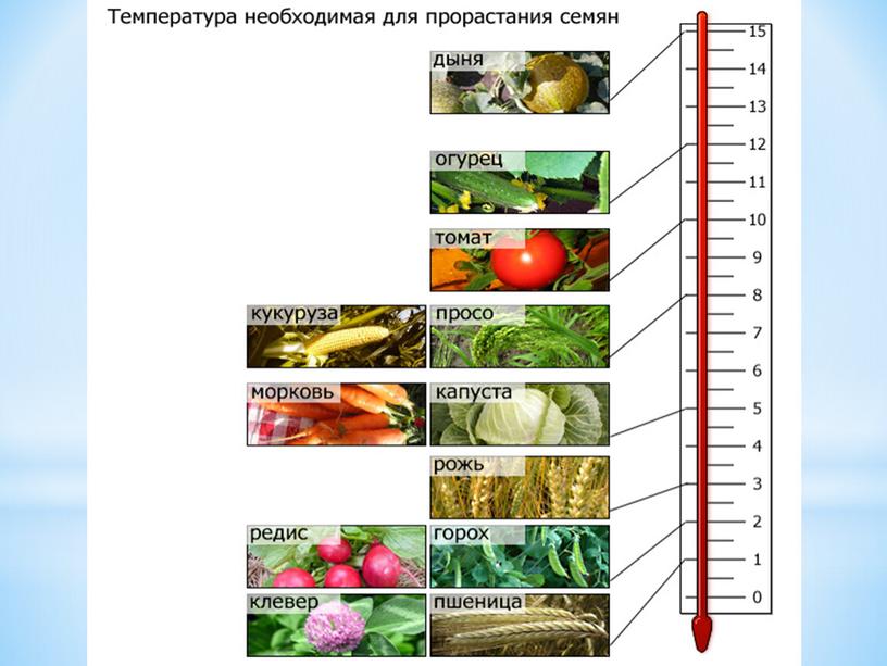 Условия прорастания семян растений, 6 класс, биология