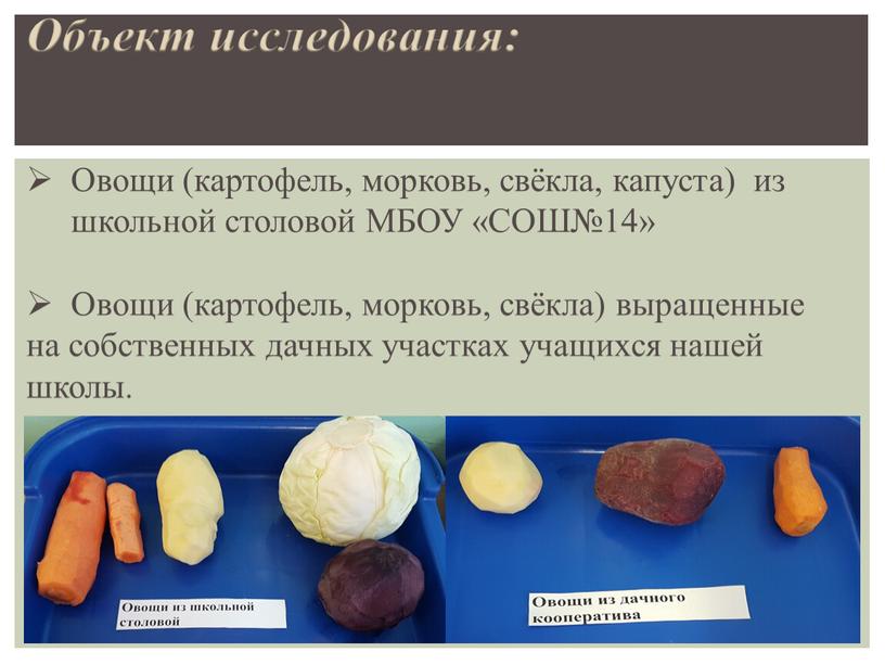 Объект исследования: Овощи (картофель, морковь, свёкла, капуста) из школьной столовой