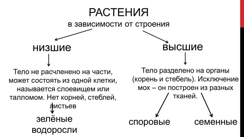 РАСТЕНИЯ в зависимости от строения низшие