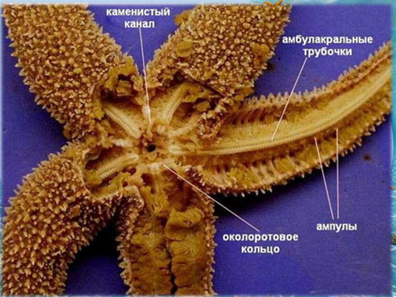 Сходства и отличия морских звезд и офиур