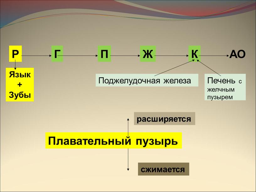 Р Г П Ж К АО Язык + Зубы Поджелудочная железа