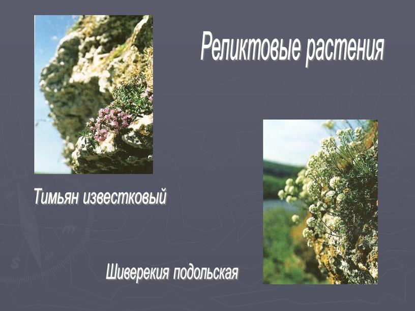 Реликтовые растения Тимьян известковый