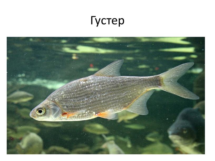 Густер