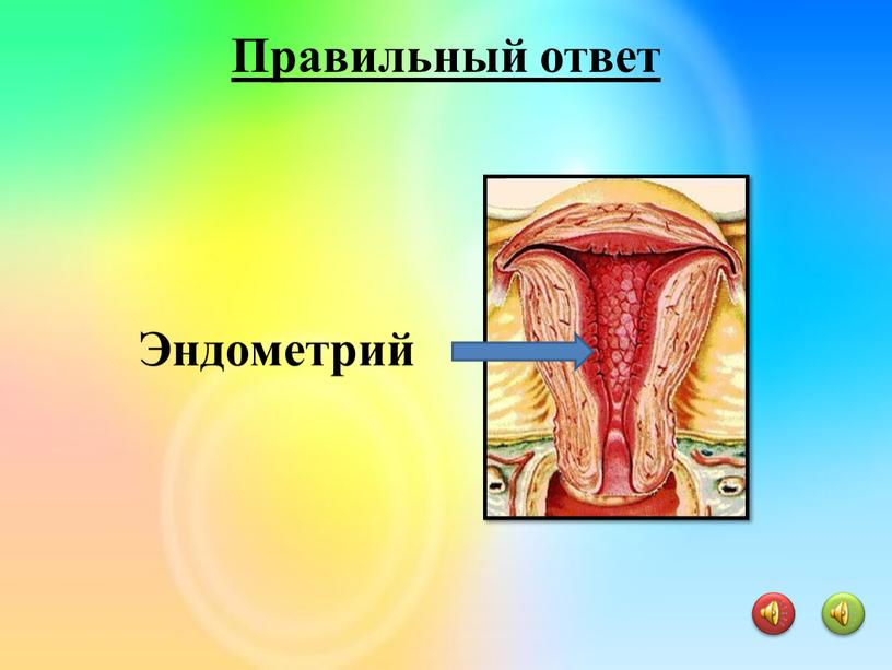 Эндометрий Правильный ответ