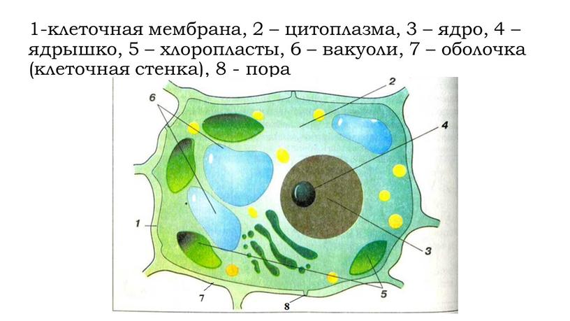1-клеточная мембрана, 2 – цитоплазма, 3 – ядро, 4 – ядрышко, 5 – хлоропласты, 6 – вакуоли, 7 – оболочка (клеточная стенка), 8 - пора