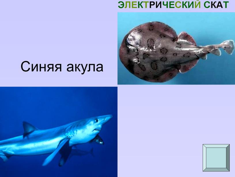 Синяя акула