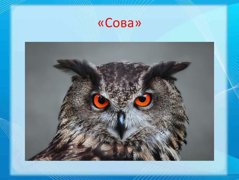 «Сова»