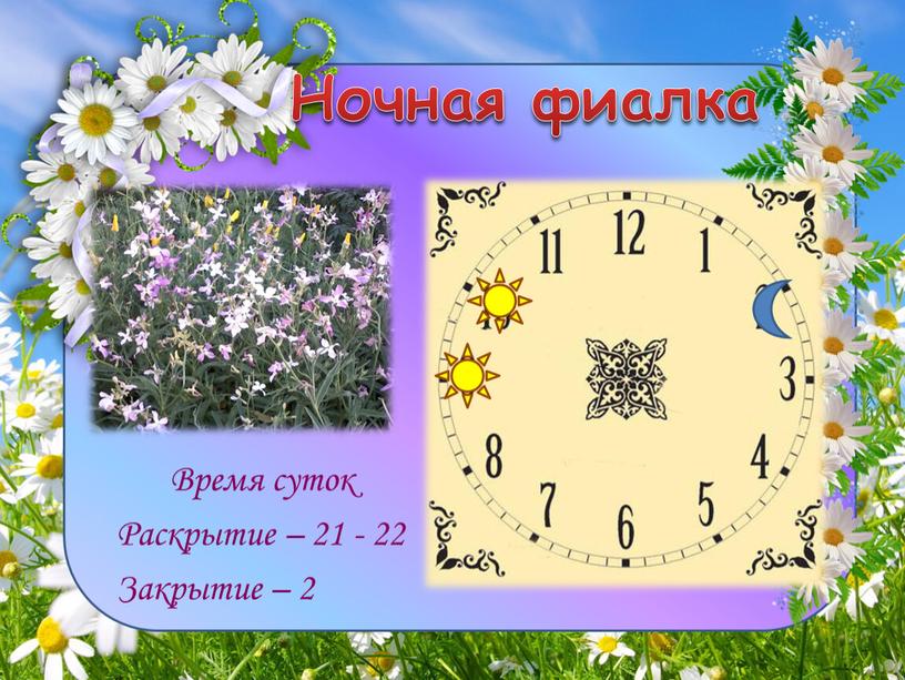 Ночная фиалка Время суток Раскрытие – 21 - 22