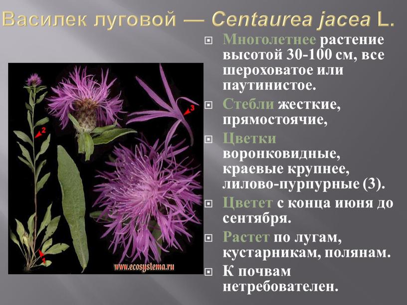 Василек луговой — Centaurea jacea