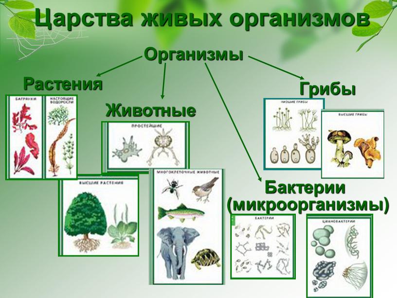 Царства живых организмов Организмы