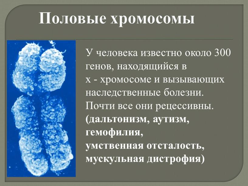 Половые хромосомы У человека известно около 300 генов, находящийся в х - хромосоме и вызывающих наследственные болезни