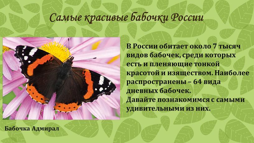 Самые красивые бабочки России В