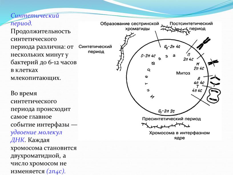 Синтетический период. Продолжительность синтетического периода различна: от нескольких минут у бактерий до 6-12 часов в клетках млекопитающих