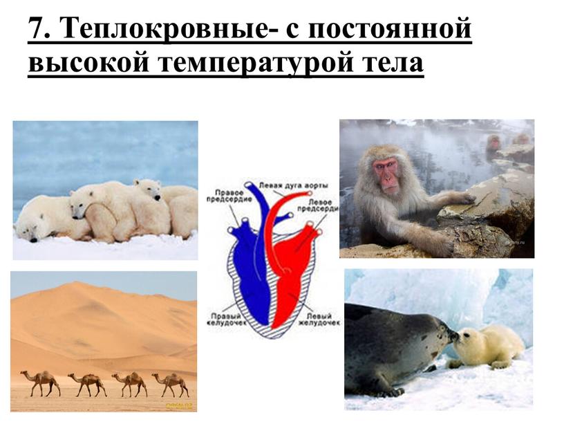 Теплокровные- с постоянной высокой температурой тела