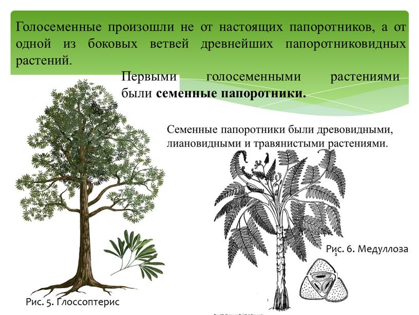 Голосеменные произошли не от настоящих папоротников, а от одной из боковых ветвей древнейших папоротниковидных растений