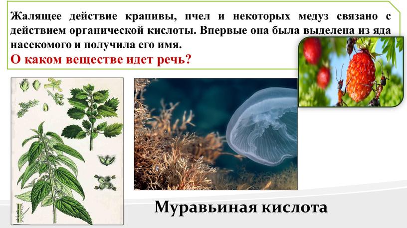 Жалящее действие крапивы, пчел и некоторых медуз связано с действием органической кислоты