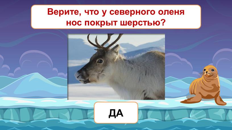 Верите, что у северного оленя нос покрыт шерстью?