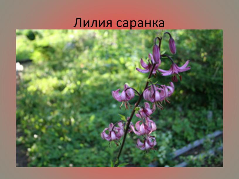 Лилия саранка