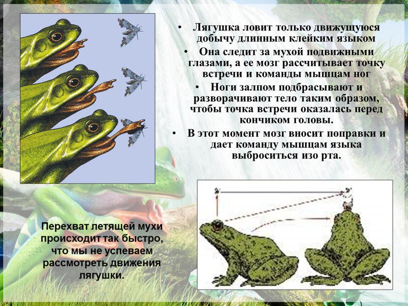 Лягушка ловит только движущуюся добычу длинным клейким языком