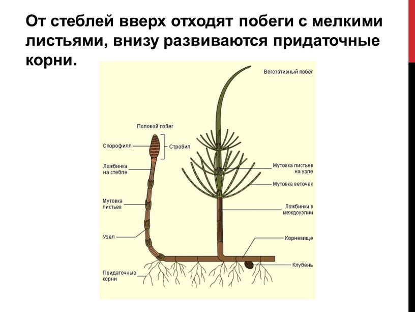 От стеблей вверх отходят побеги с мелкими листьями, внизу развиваются придаточные корни