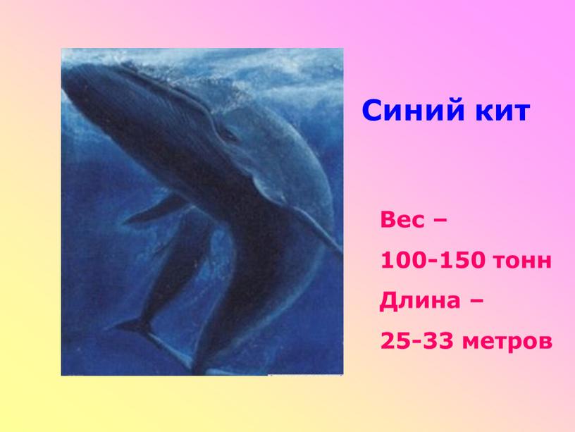 Синий кит Вес – 100-150 тонн Длина – 25-33 метров