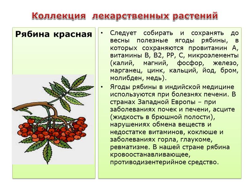 Коллекция лекарственных растений