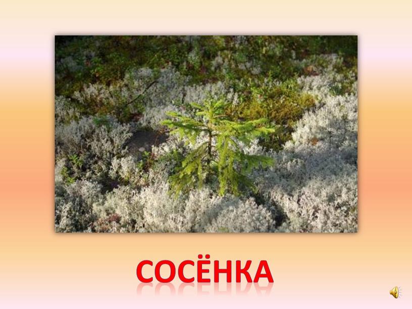 сосёнка