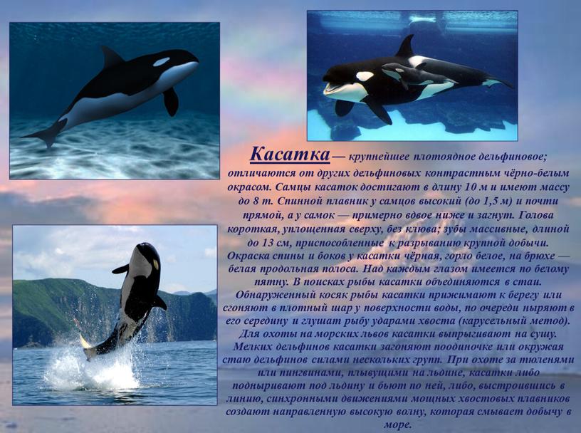 Касатка — крупнейшее плотоядное дельфиновое; отличаются от других дельфиновых контрастным чёрно-белым окрасом