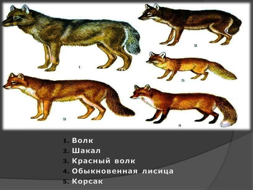 Волк Шакал Красный волк Обыкновенная лисица
