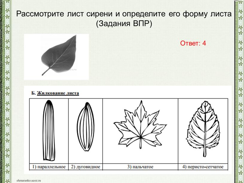 Рассмотрите лист сирени и определите его форму листа (Задания