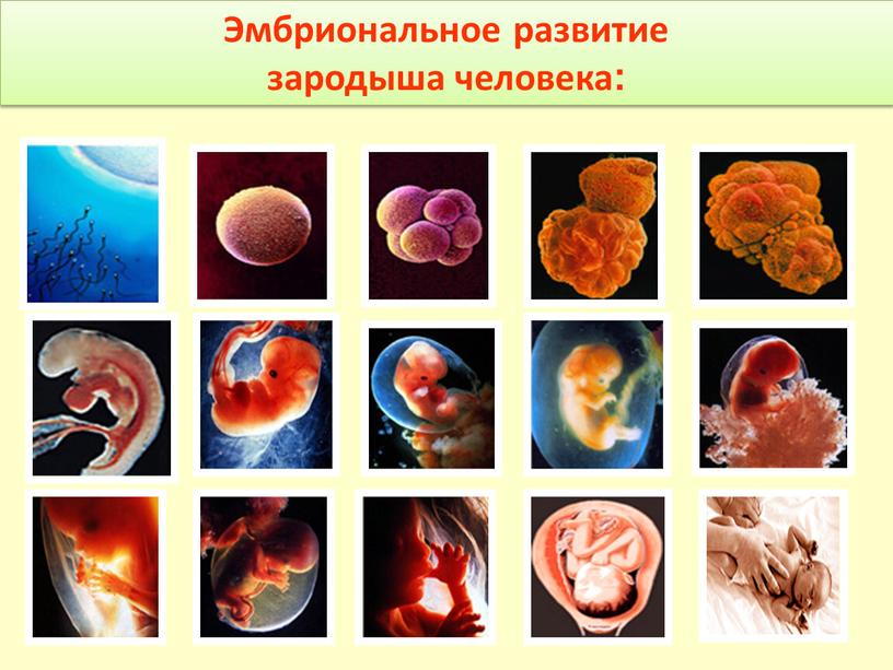 Эмбриональное развитие зародыша человека: