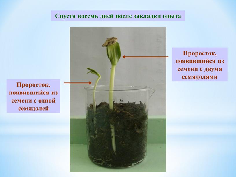 Спустя восемь дней после закладки опыта