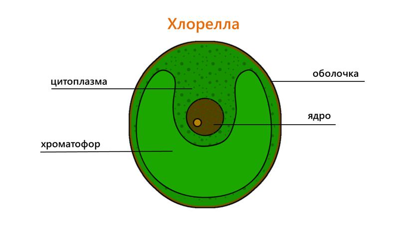 Хлорелла