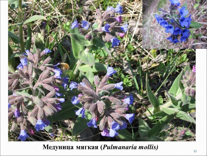 Медуница мягкая ( Pulmanaria mollis) 11