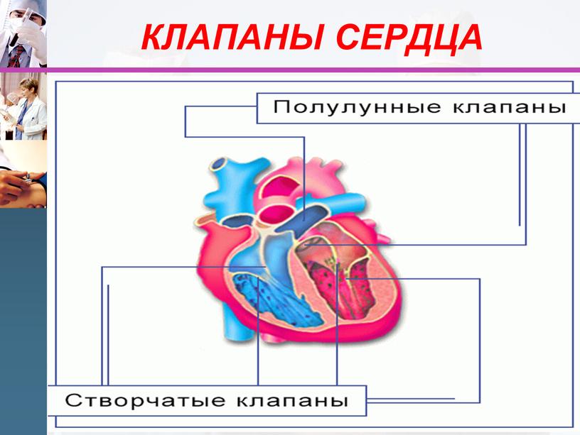 КЛАПАНЫ СЕРДЦА