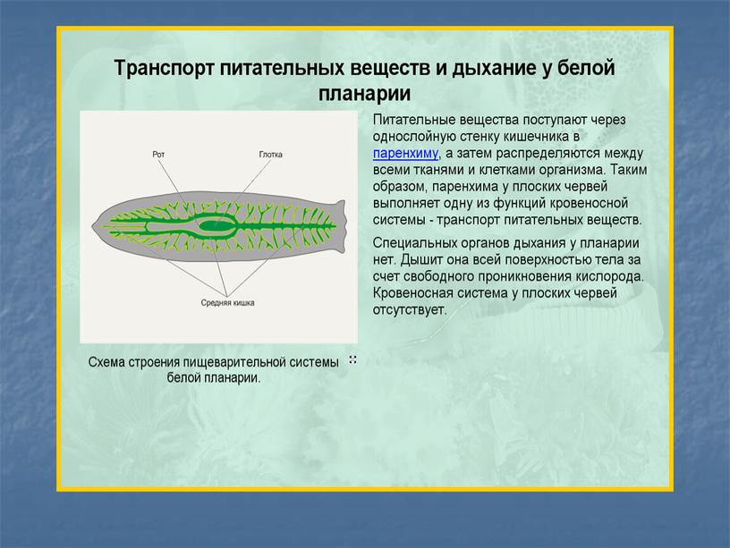 Презентация к уроку "Органы дыхания и газообмен"