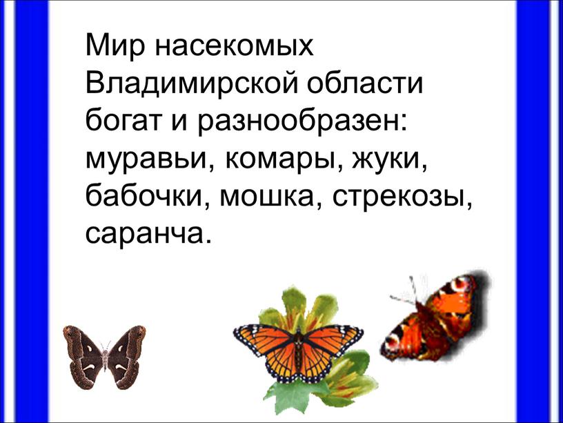 Мир насекомых Владимирской области богат и разнообразен: муравьи, комары, жуки, бабочки, мошка, стрекозы, саранча