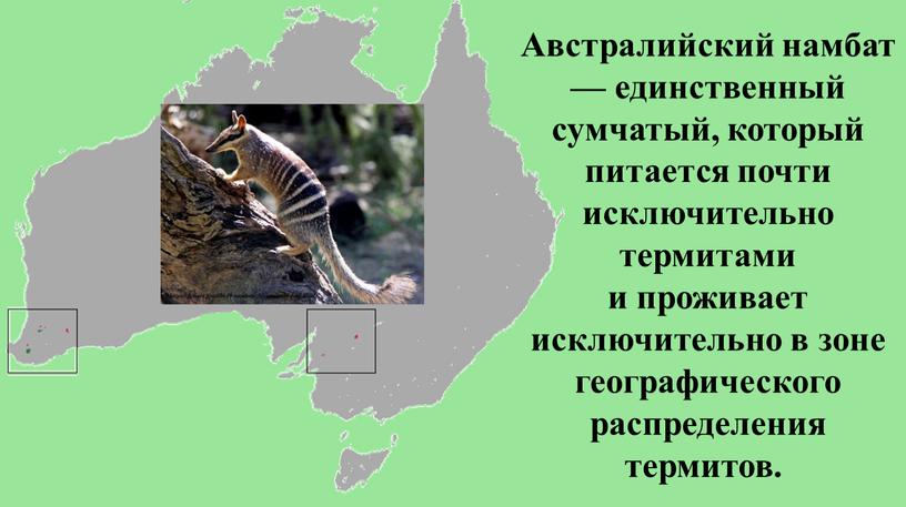 Австралийский намбат — единственный сумчатый, который питается почти исключительно термитами и проживает исключительно в зоне географического распределения термитов